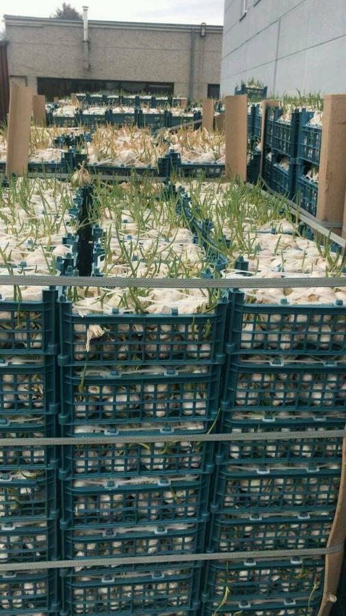 15 Tonnen Knoblauch (Bild: Ebay Kleinanzeigen)
