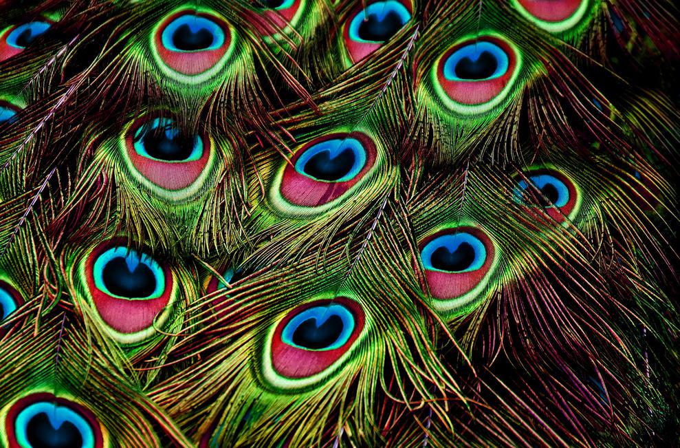 Viele Möchtegern-Influencer schmücken sich mit fremden Federn. (Bild: Alexandra/Pixabay) Viele Möchtegern-Influencer schmücken sich mit fremden Federn. (Bild: Alexandra/Pixabay)